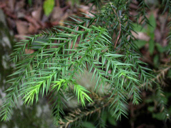 a15