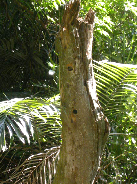 a30