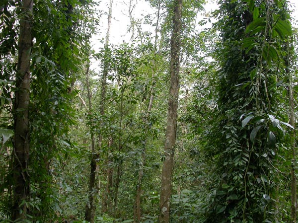 a29