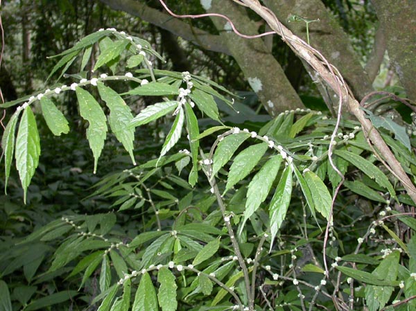a33