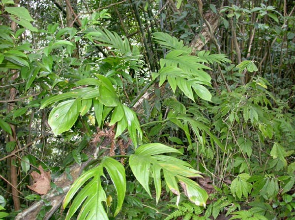 a35