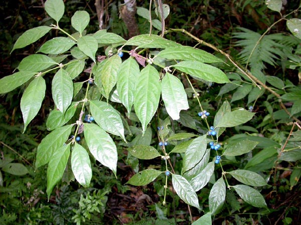 a36