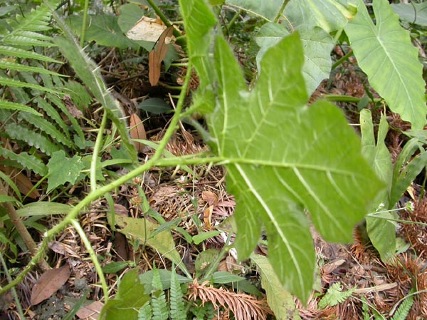 a38