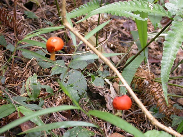 a39