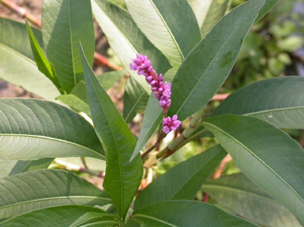 b14