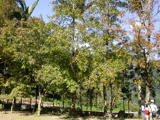 a06